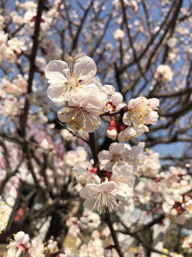 2019北京植物园桃花节