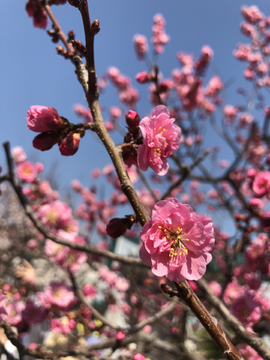 2019北京植物园桃花节