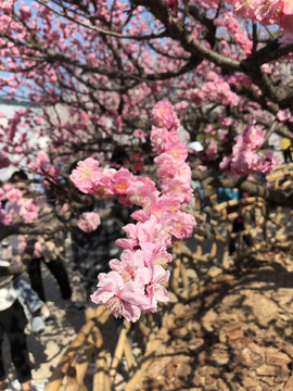 2019北京植物园桃花节