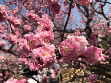 2019北京植物园桃花节