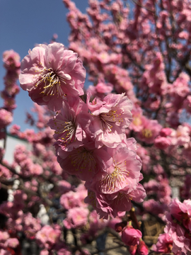 2019北京植物园桃花节