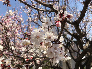 2019北京植物园桃花节