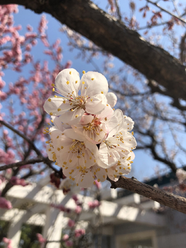 2019北京植物园桃花节