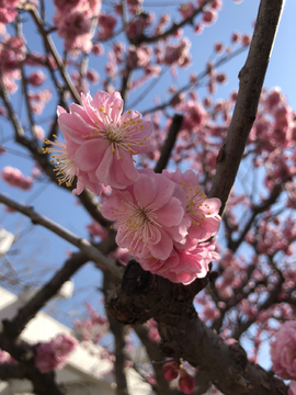 2019北京植物园桃花节