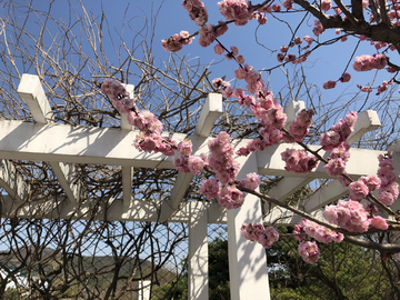 2019北京植物园桃花节