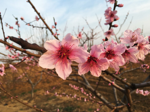 特写桃花盛开