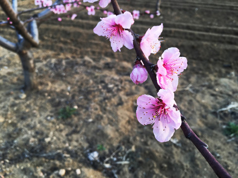 粉色桃花