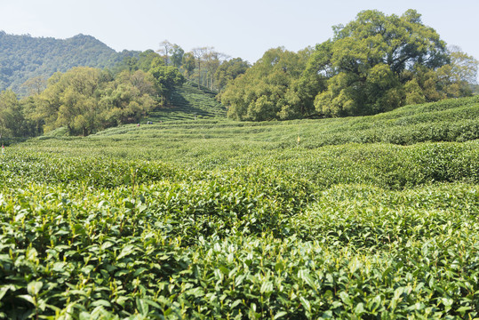 茶山