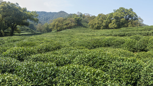 茶山