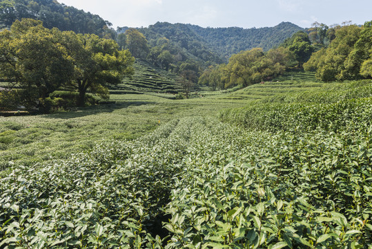 梅家坞茶山