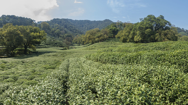 梅家坞茶山