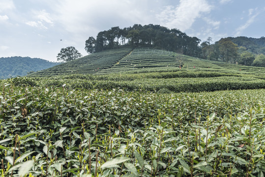 梅家坞茶山