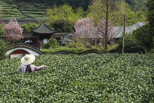 梅家坞茶山