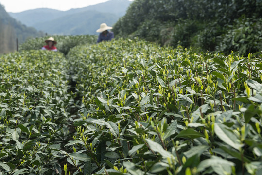 梅家坞茶山