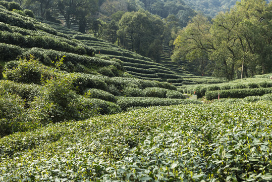 梅家坞茶山