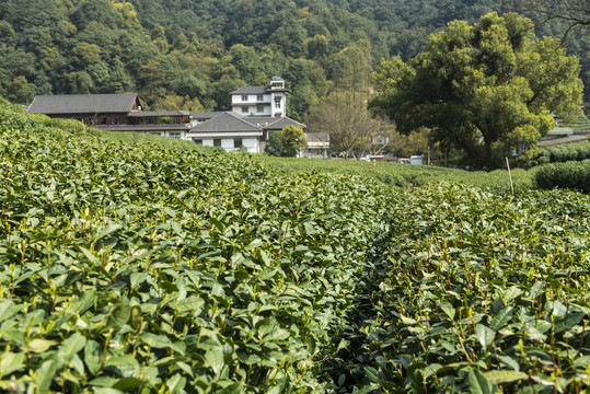 梅家坞茶山