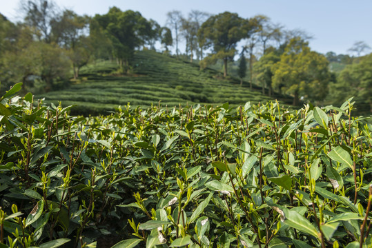 梅家坞茶山