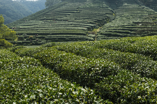 梅家坞茶山