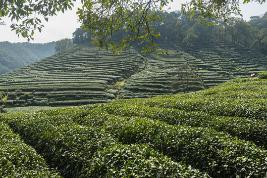 梅家坞茶山