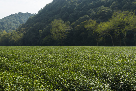 梅家坞茶山