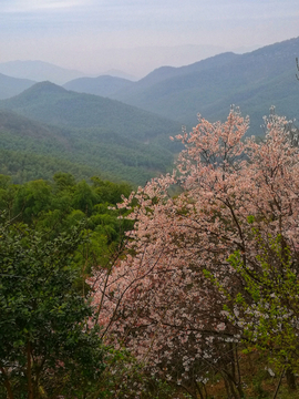 野生樱花