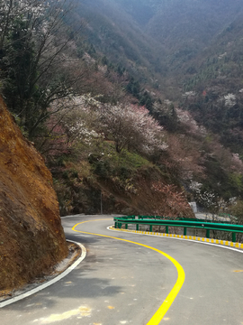 湖北咸宁大幕山樱花