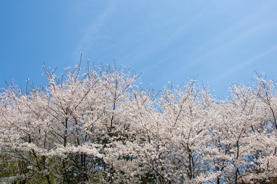 白色樱花与蓝天