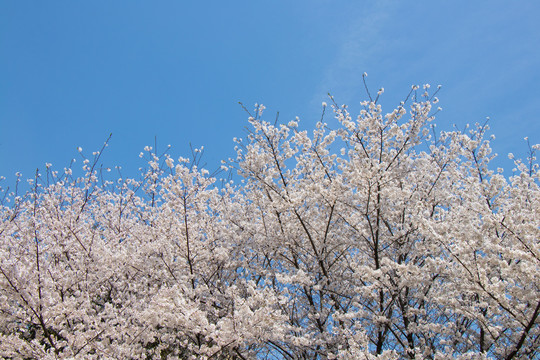 白色樱花与蓝天