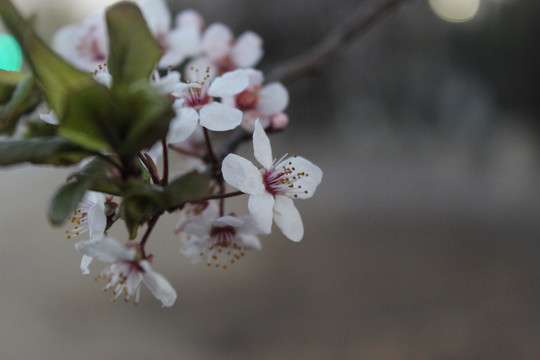 樱花