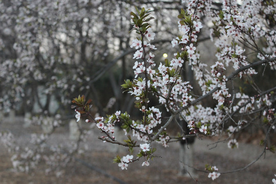 樱花