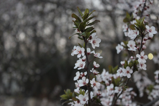 樱花