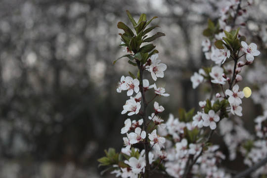 樱花