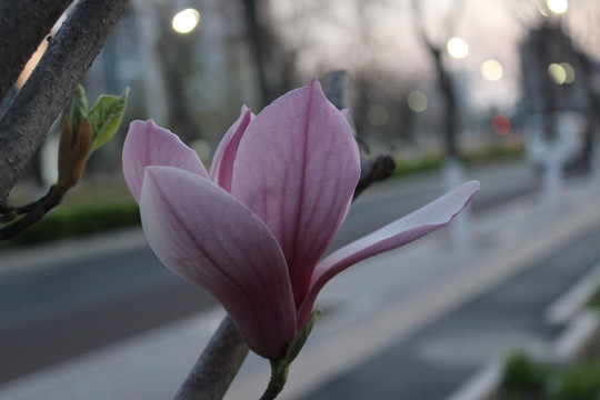 杜鹃花