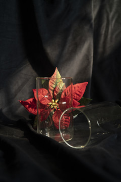 盆栽植物与玻璃杯背景图
