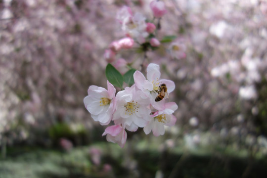 蜜蜂采蜜