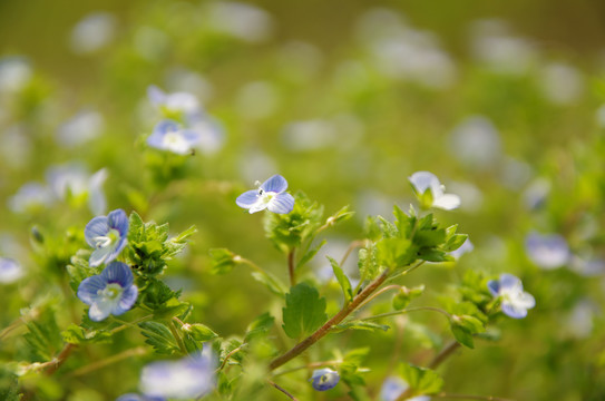 碎花