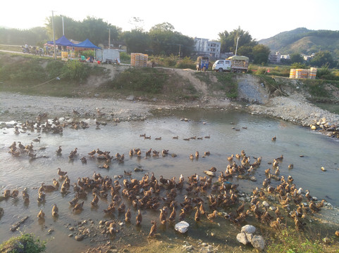 田鸭