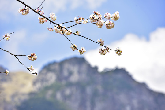 樱花