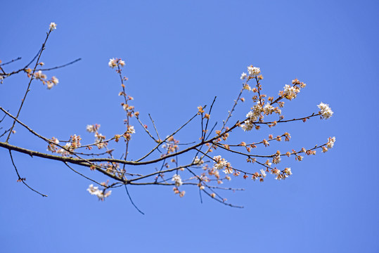 山樱花