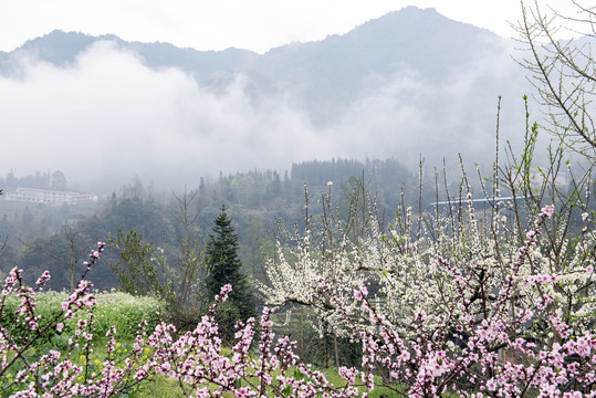 山村1桃花2李花