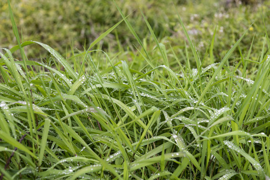 绿草1草地