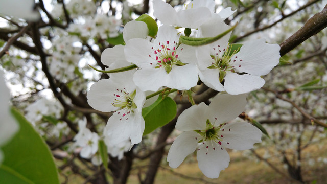 春天盛开的梨花花朵