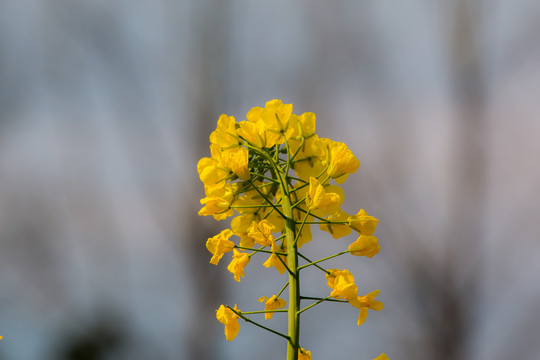 油菜花