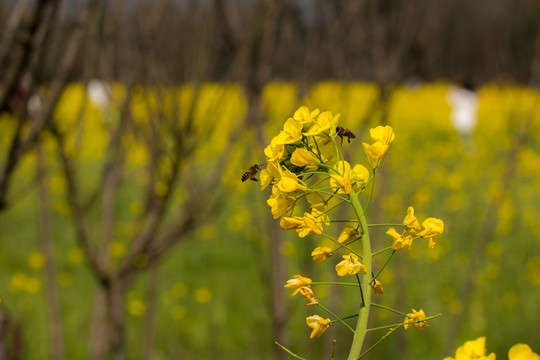 油菜花