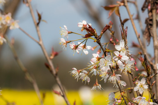 樱花