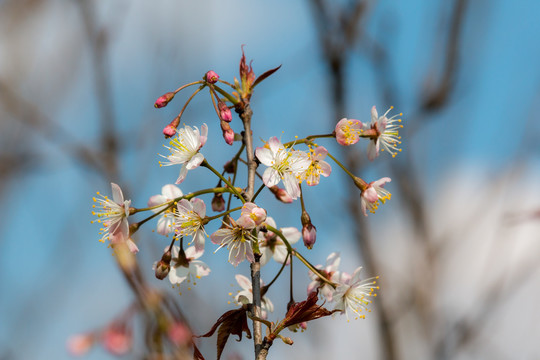 樱花