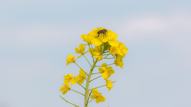 油菜花