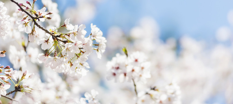 樱花特写