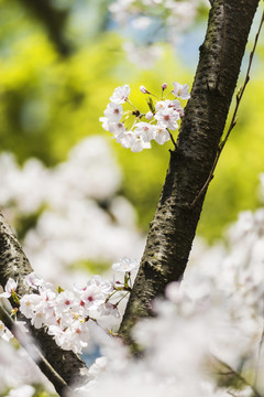 樱花特写