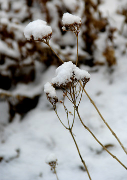 冰雪枝头